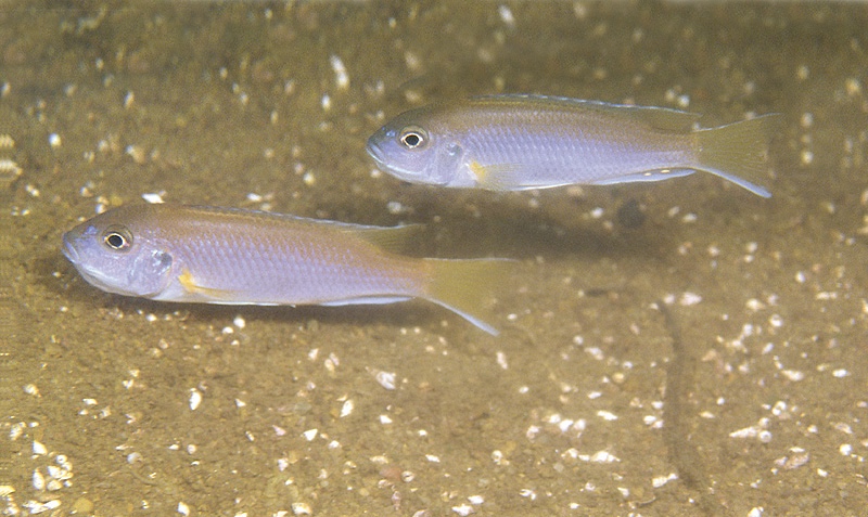 Pseudotropheus sp. 'acei' Senga Bay